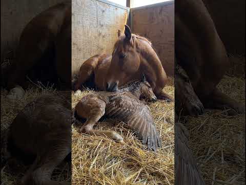 potro nasceu com asas