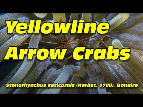 Yellowline Arrow Crabs, Stenorhynchus seticornis (Herbst, 1788),
Bonaire