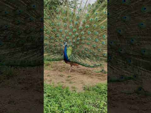 peacock saund peacock video peacock call peacock #birds #peacock
