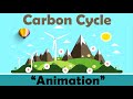 Understanding the Carbon Cycle