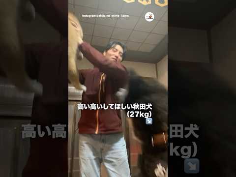 猫の動画サムネイル - 【秋田犬】高い高いしてほしかったが…｜PECO