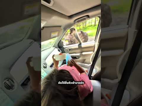 อย่าทำแบบนี้ในสวนสัตว์ #ไม่น่าเชื่อ #viralvideo #viralshorts #trending #เล่าเรื่อง #shortfeeds