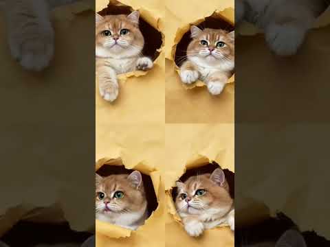 Peekaboo Cat! 😹 The Funniest Faces You’ll Ever See!