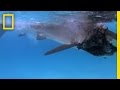 Albatross and Their Journey