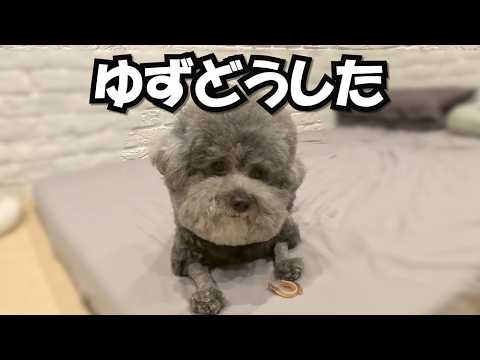 オヤツをもらう儀式がいつもと違う時、悲劇は起きた