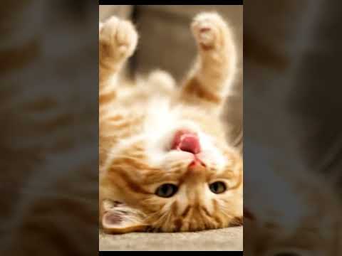 Funny Orange & White Kitten 😂