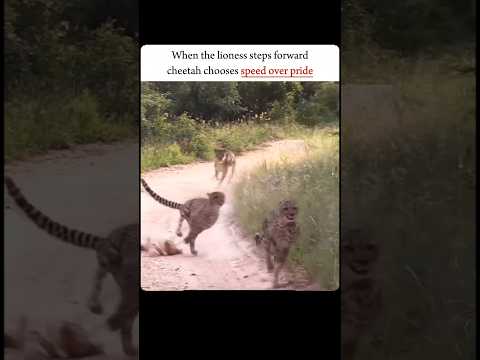 || Lioness.....                                                                              #shorts