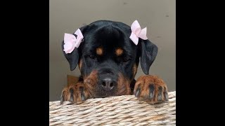 😺 Маленькая красотка! 🐕 Смешное видео с собаками и кошками! 😸