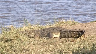 Lioness drinking water in a crocodile infested river