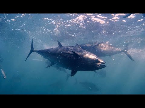YouTube video thumbnail: Europe’s Bluefin Tuna Made a Remarkable Comeback. Will it Last?