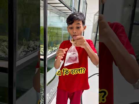 পিচ্চি মাছ প্যাকেট করলো দেখুন #fishkeepinghobby #aquarium #aquariumfish #packing #shorts