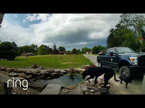 Wandering Dogs Make Themselves at Home | RingTV