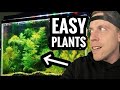 Aquarium Plant Care and Characteristics