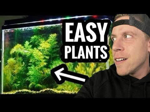 My Top 10 Easy Beginner Aquarium Plants Getting easy beginner aquarium plants can increase your chances of succeeding with a planted aquariu