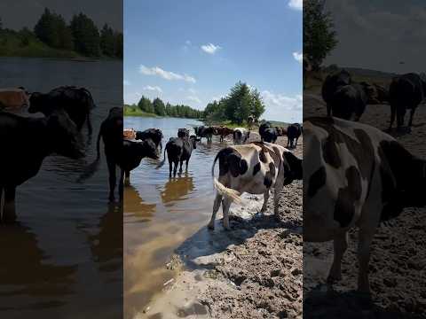 Remarkable River Cows,  Eating Algae Underwater