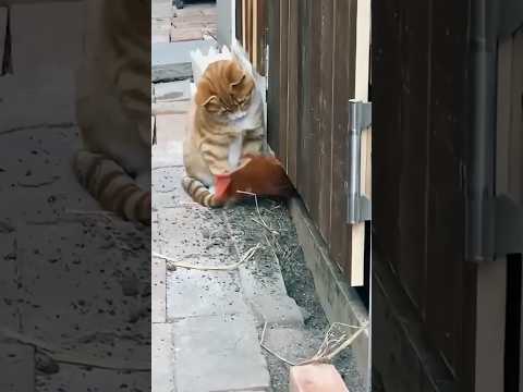 ayam di ganggu kucing