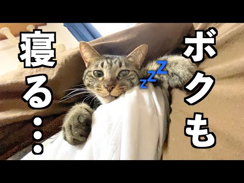 どうしてもパパと一緒に寝たい甘えん坊な猫...