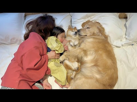 眠くなるとみんなでくっつき合って眠る豆柴とゴールデンレトリバーと1歳児が可愛すぎました....