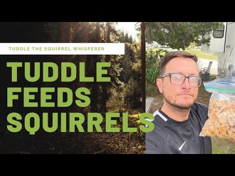 Tuddle Daily Podcast Livestream “Will Squirrels Eat Pork Rinds”