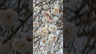 *양산 통도사 만개한 매화,홍매화,자장매#통도사#매화도령