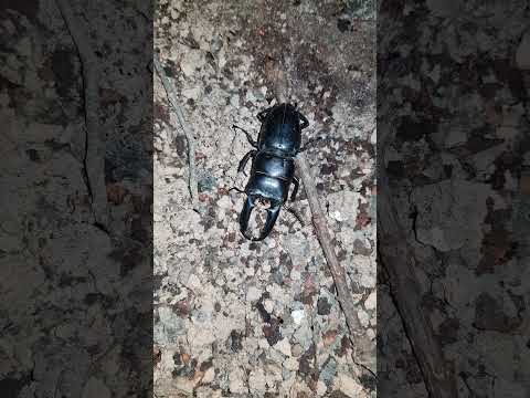 넓적사슴벌레 ヒラタクワガタ Stag Beetle #stagbeetle #넓적사슴벌레 #ヒラタクワガタ