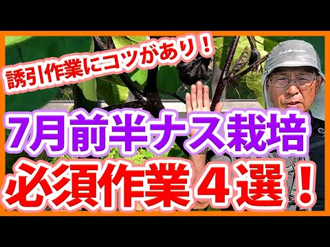 家庭菜園や農園のナス栽培で収量を増やす7月管理！こまめなお世話や誘引とナスの育て方！【農家直伝】