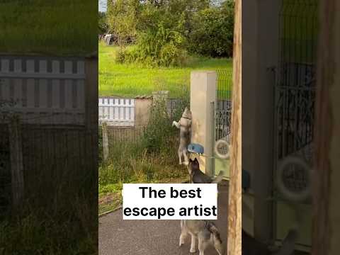Proof that Huskies are real escape artist | #husky #shorts