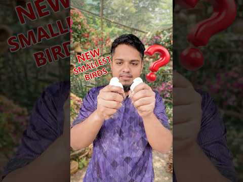 সবচেয়ে ছোট পাখি এনেছি Mini Zoo তে #quails #birds #dove #cute