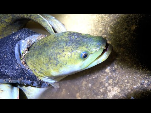 水深10㎝の水路で巨大ウナギを捕獲