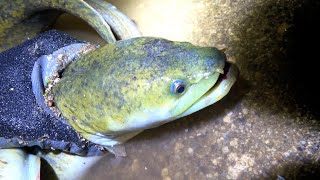 動画サムネイル