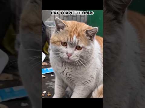 CAT'S HAVE FEELINGS 😢♥️...#CatsHaveFeelings#CatLove#AnimalRescue#StreetCat#KindnessMatters#CatLife