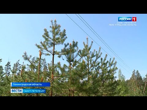Все делянки Ленинградской области засадили молодыми соснами