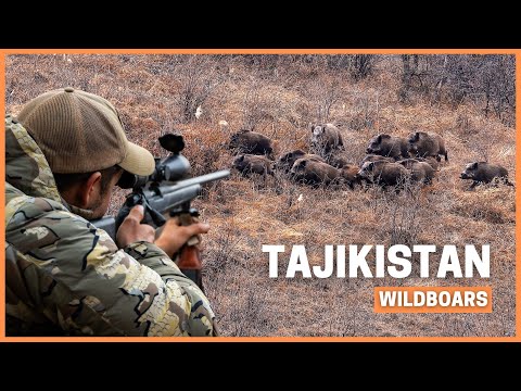 The Biggest WildBoar of my Life! 🐗 Hunting giant boars in Tajikistan.