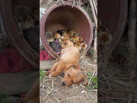 Carefree little animals #cutepet #dog