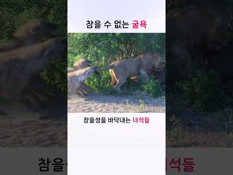 사자를 끝까지 약 올린 하이에나들