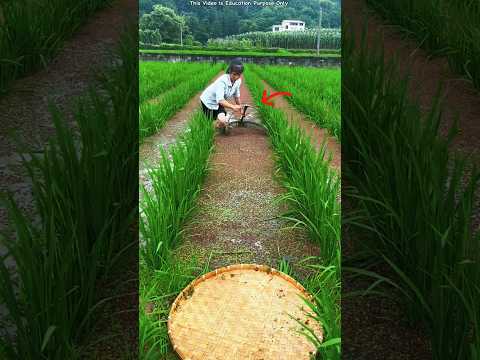 So much profit in rice farming  #shortsvideo #viralvideo