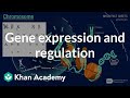 Understanding DNA, Chromosomes, and Gene Expression