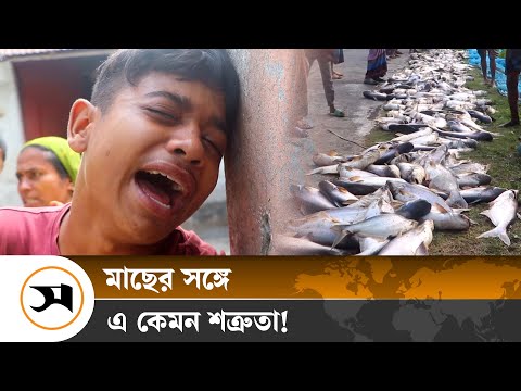 কুষ্টিয়ায় যুবদল নেতার পুকুরে বিষ দিয়ে অর্ধ কোটি টাকার মাছ নিধন | Kushtia | Samakal News