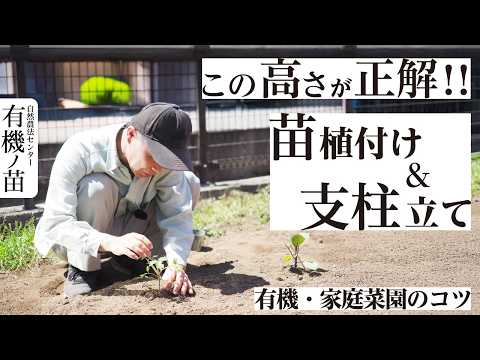 有機の苗を植えよう!支えよう!【有機の苗 DE 安心家庭菜園2026】
