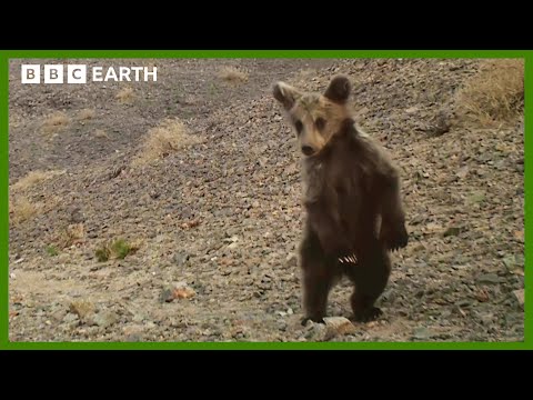 The World's Rarest Bear Cub | Asia | BBC Earth