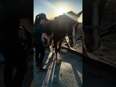 Massage d’un bébé Mustang ♥️🇺🇸 #mustang #horse #equestrians