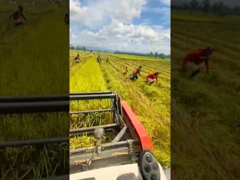 mencari burung saat panen padi #panenpadi #menangkapburung #shortsvideo