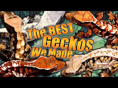 Showing Off the BEST Crested Geckos We've Produced!