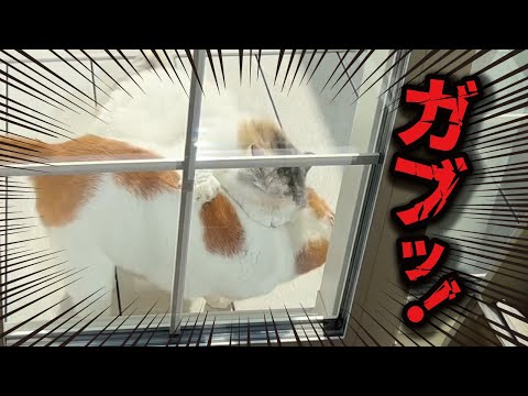 猫の動画サムネイル - 【悲報】先輩猫が後輩猫におもいっきり食われてました【関西弁でしゃべる猫】【猫アテレコ】