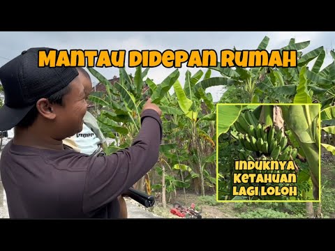 Dipantau sambil ngopi juga bisa, sambil duduk depan rumah, gak isah susah2 mantaunya 😁