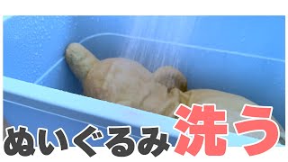 【⚠️実写注意】ぞうさんのぬいぐるみを洗ったよ。【Vlog】