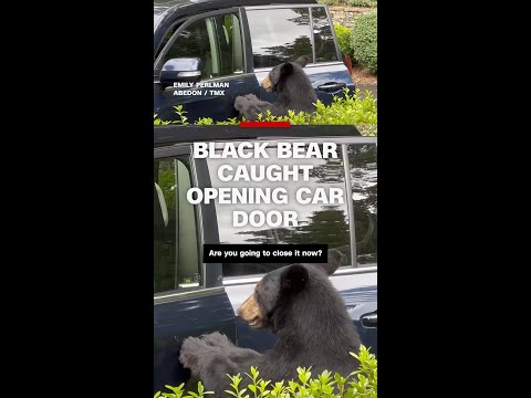 Black bear caught opening car door