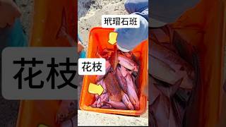 定置漁港來搶魚