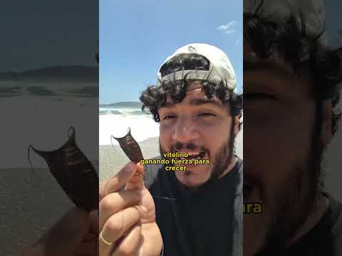 C贸mo salvar a los huevos de rayas #shorts #short #animalfun