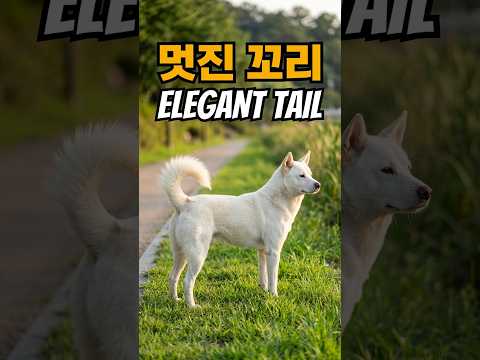 멋진 꼬리를 가진 잘생긴 개를 전주천 둔치에서 만남..A handsome dog with an elegant tail by the Jeonju riverside#진돗개#백구#강아지